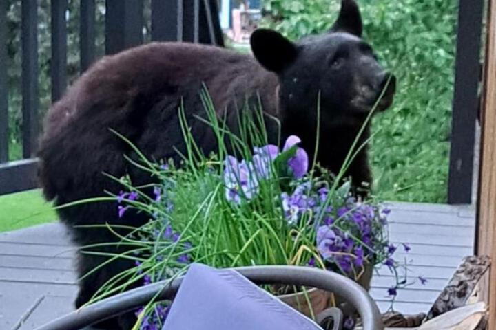 Alaska Chalet Bed & Breakfast