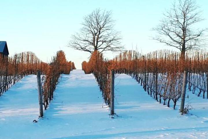 Raven Hill Vineyard