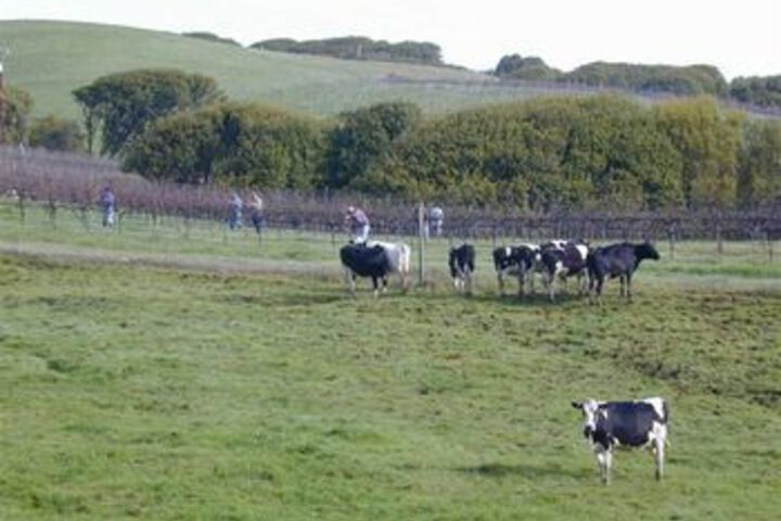 Point Reyes Vineyard Inn