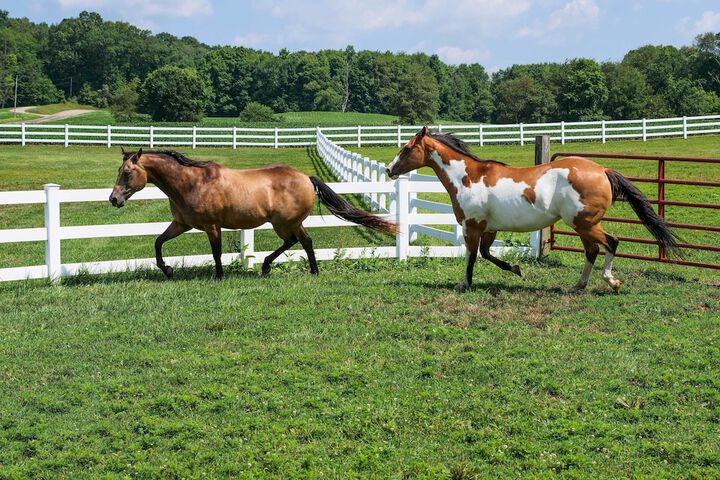 Renovated Bunkhouse on 12-acre Horse Farm!