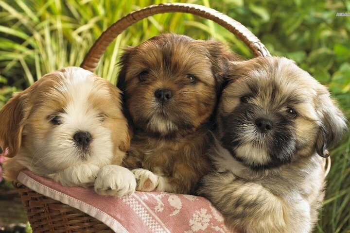 Pet Friendly 27 of 28
