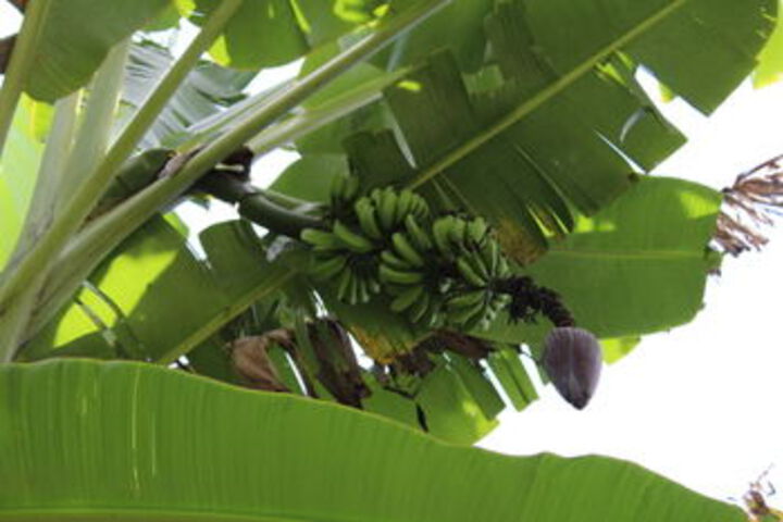 Haiku Plantation Inn Bed & Breakfast