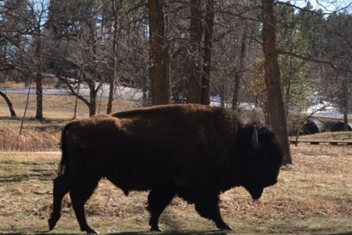Black Elk Resort Cottages and RV Park
