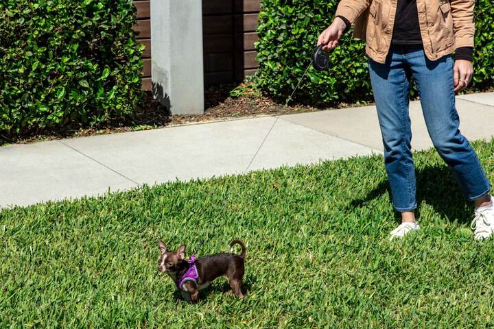 Pet Friendly 39 of 43