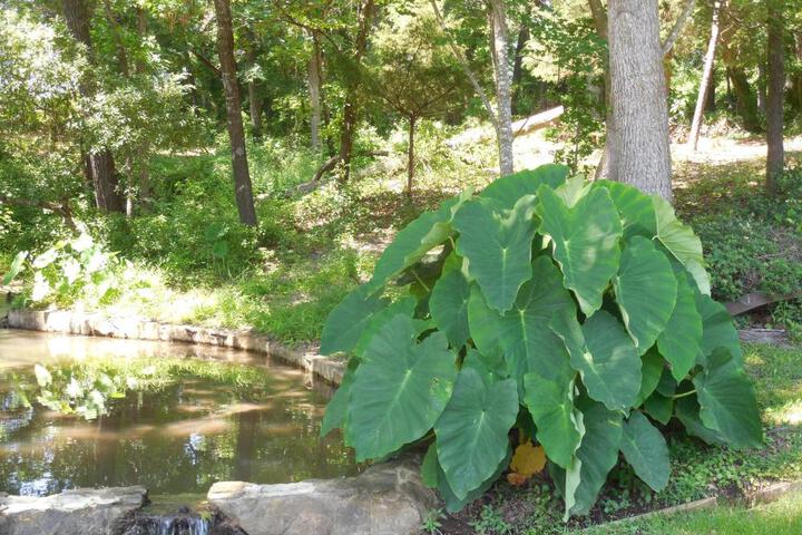 Dogwood Springs Lodgings