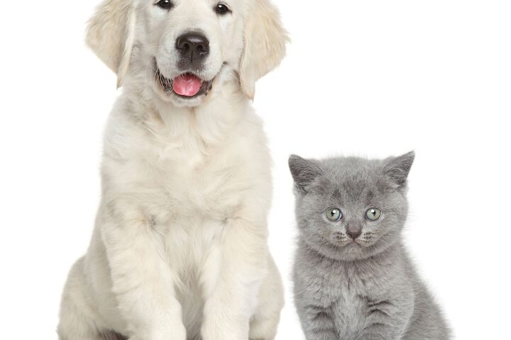 Pet Friendly 29 of 31