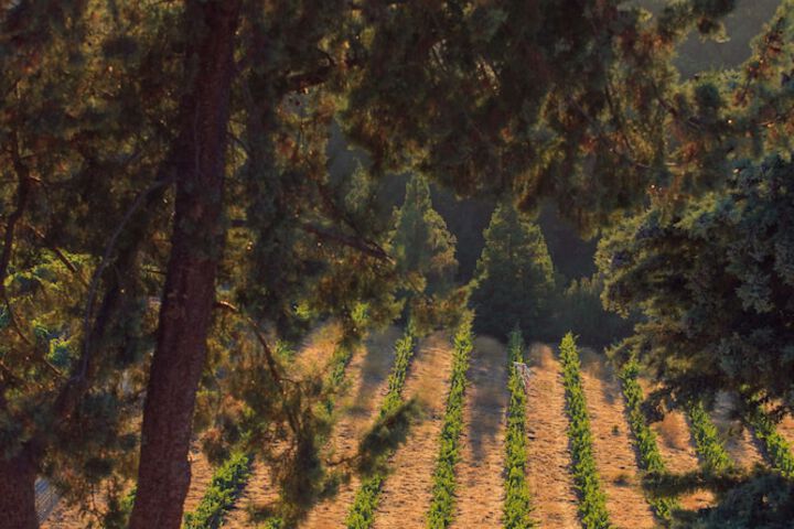 Allegretto Vineyard Resort Paso Robles