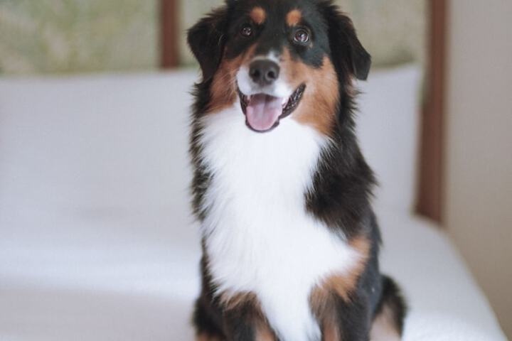 Pet Friendly 145 of 148