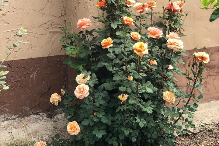 Property Grounds 29 of 31
