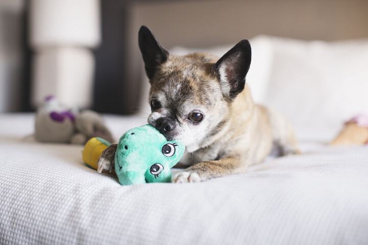 Pet Friendly 52 of 52