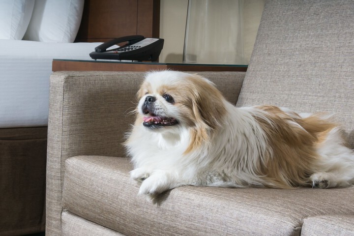 Pet Friendly 34 of 34