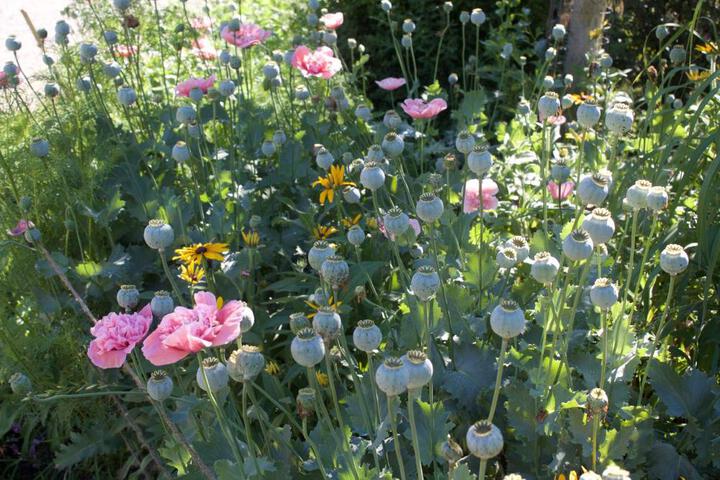 Windborne Bed & Breakfast