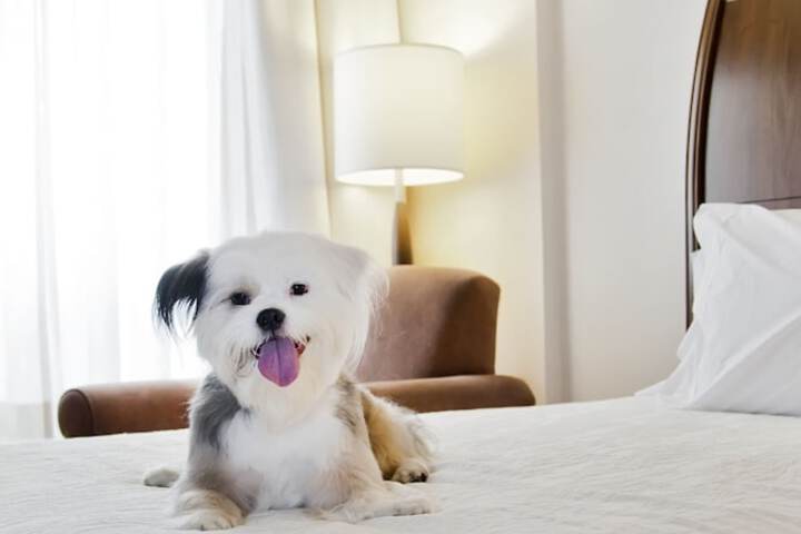 Pet Friendly 52 of 52