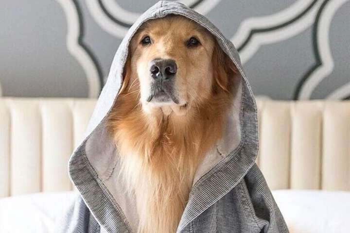 Pet Friendly 58 of 60