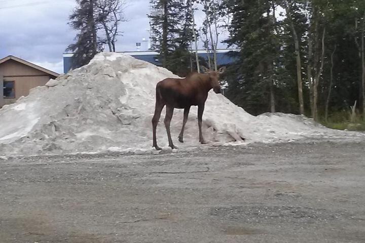 Denalis Alaskan Spruce Cabins