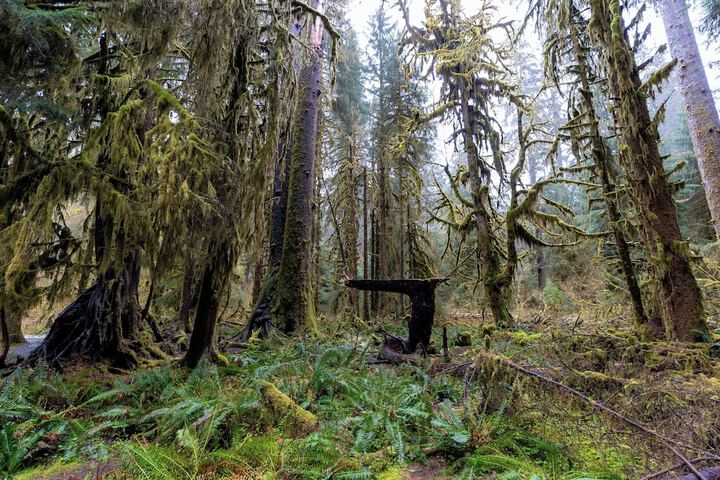 Kalaloch Lodge