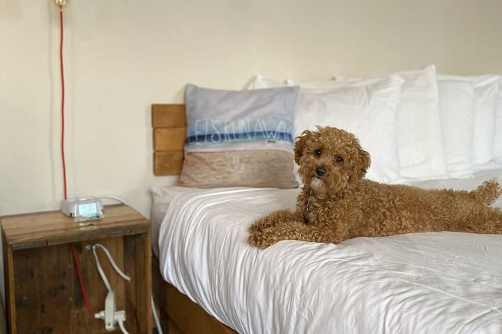 Pet Friendly 73 of 76