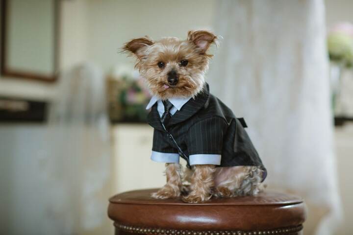 Pet Friendly 91 of 110