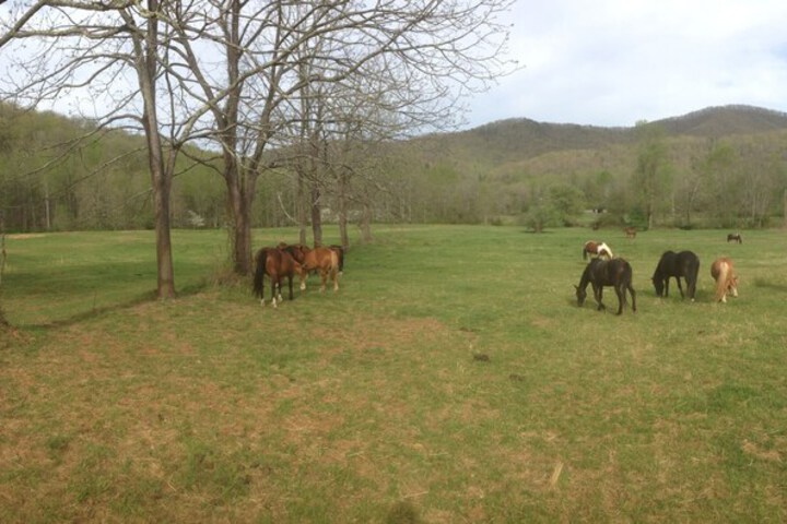Pisgah View Ranch