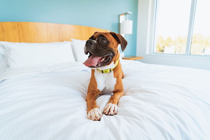 Pet Friendly 59 of 61