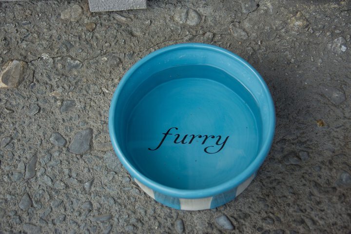 Pet Friendly 68 of 77