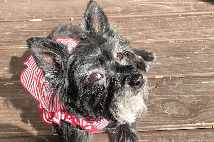 Pet Friendly 49 of 53