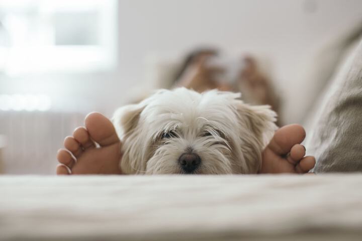 Pet Friendly 63 of 65