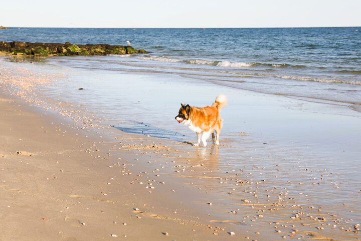 Beach 171 of 230
