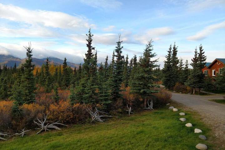 Denalis Alaskan Spruce Cabins