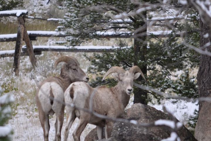 Homestake Lodge