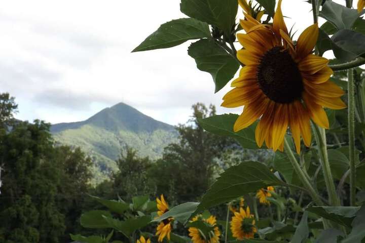 Pisgah View Ranch