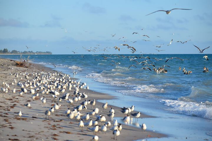 Casey Key Resorts - Beachfront