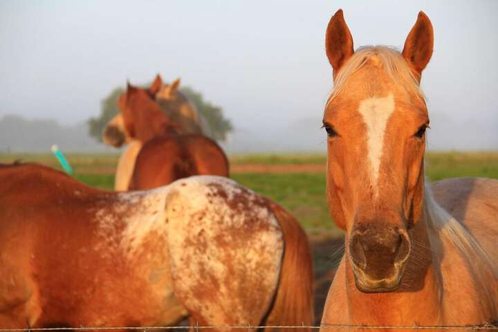 Westgate River Ranch Resort & Rodeo