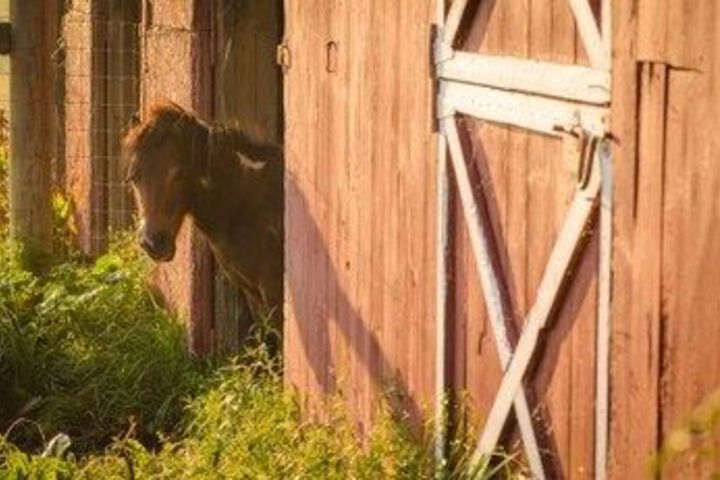 Mountain Horse Farm