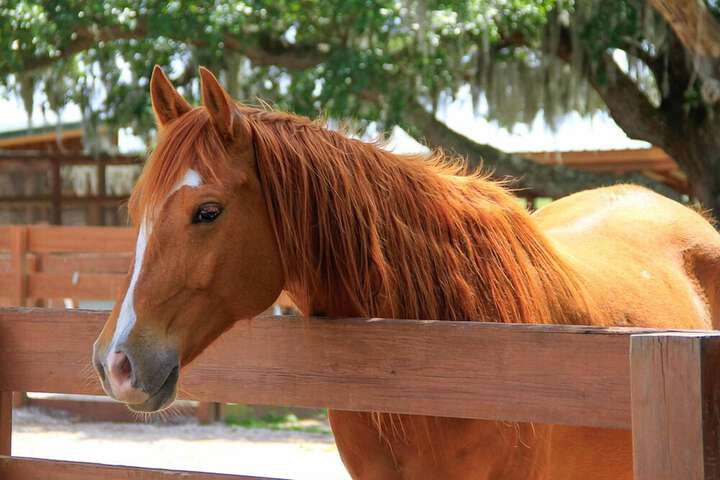 Westgate River Ranch Resort & Rodeo