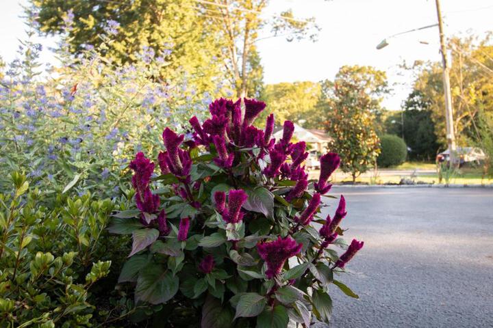 Exceptional & Central Garden Suite, Top Amenities & Care!