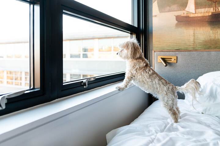 Pet Friendly 100 of 101