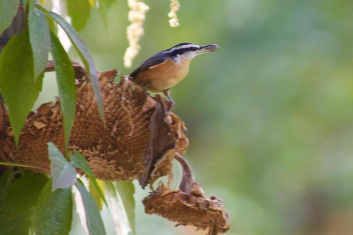 Windborne Bed & Breakfast