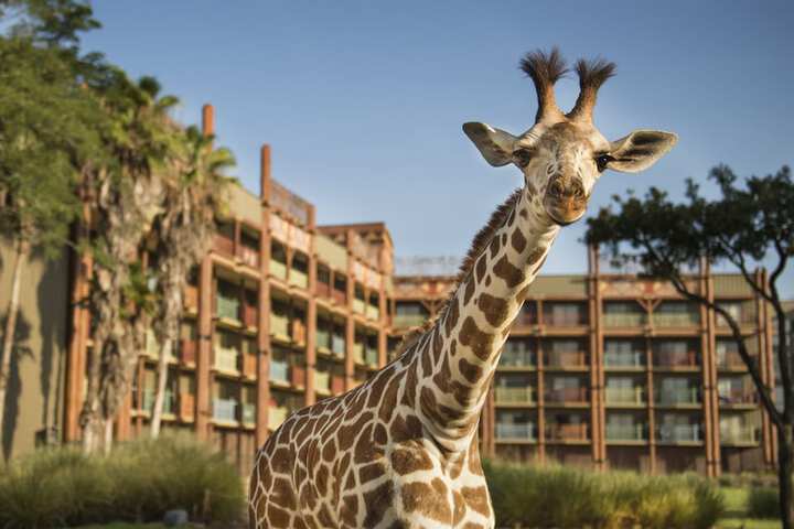 Disneys Animal Kingdom Lodge