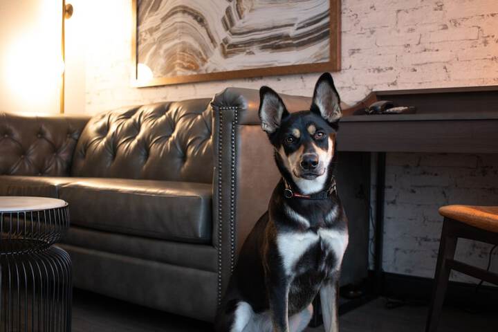 Pet Friendly 36 of 37