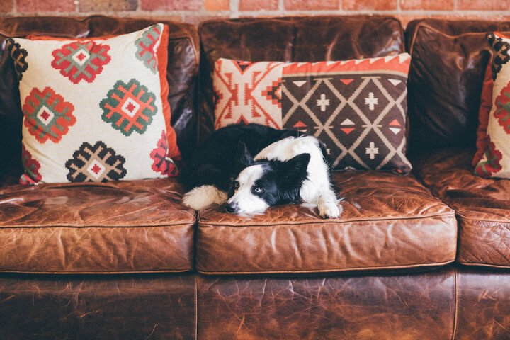 Pet Friendly 48 of 51
