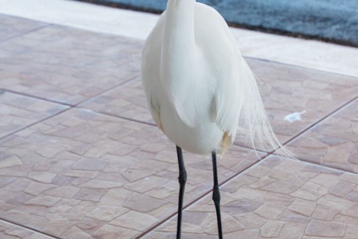 Belleair Beach Resort Motel