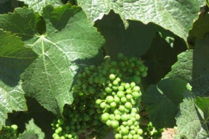 Pearlessence Vineyard Inn