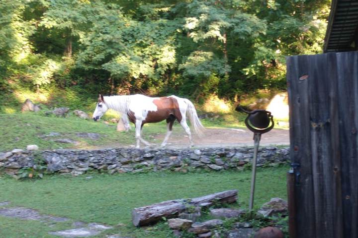 Arrowmont Stables & Cabins