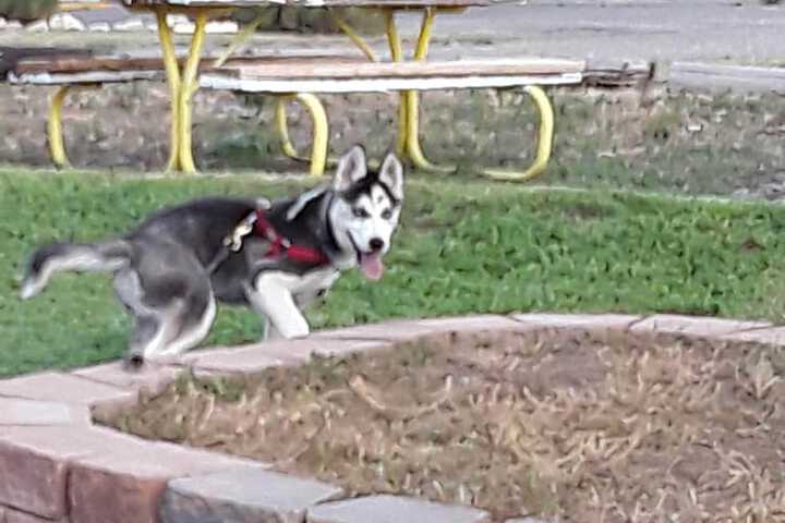 Pet Friendly 42 of 44