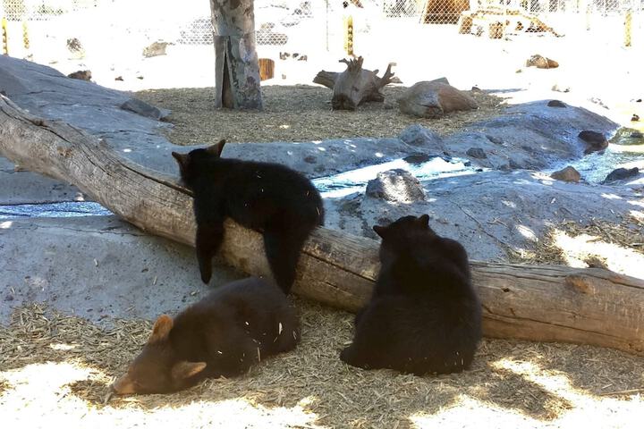 The Fishing Bear Lodge
