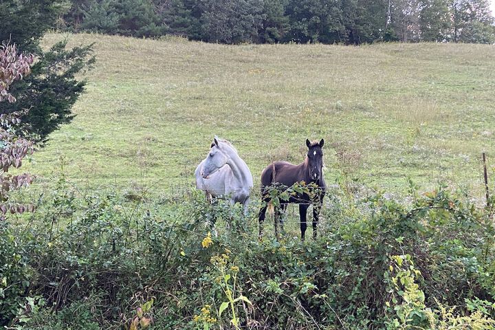 Newly Listed-Private 25-Acre Escape Near Red River Gorge