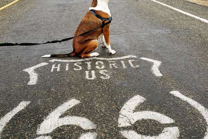 Pet Friendly 50 of 52