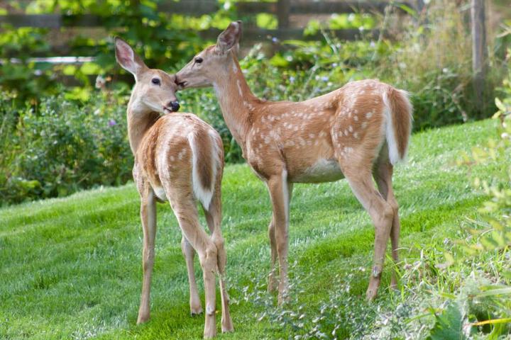 Windborne Bed & Breakfast