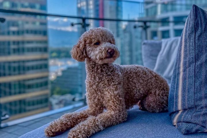 Pet Friendly 143 of 143